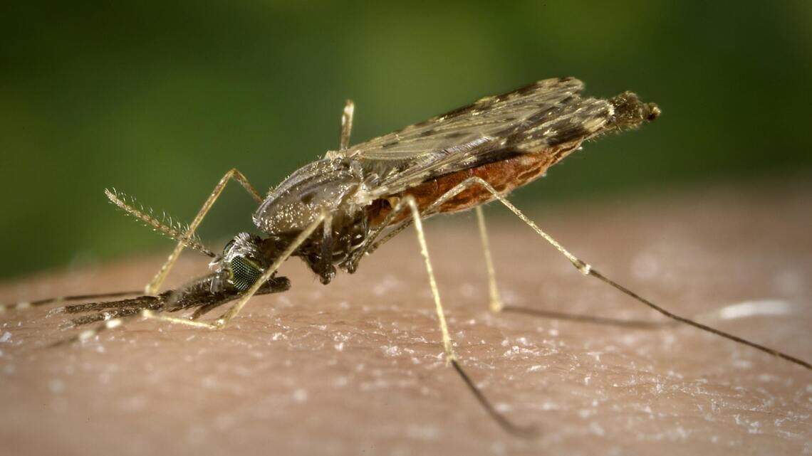 It’s mosquito season in North Carolina. Tips to keep the pests away from you and your home