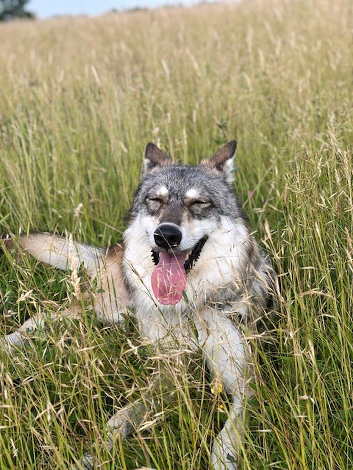 Lindsay Winthrop owns Ahsoka, a wolf-dog hybrid, and lives in Raleigh. She worries about the city’s new rules to regulate wild animals.