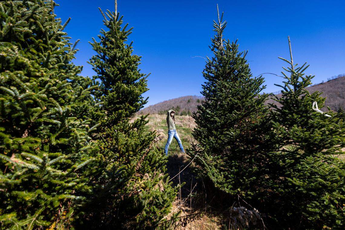 Lacey Costner of Linville searches for a Christmas tree on the opening day of the season, Saturday, Nov. 16, 2024, at David Pittman’s Christmas Tree Farm in Newland. The farm is recovering from landslides and flooding caused by the remnants of Hurricane Helene.