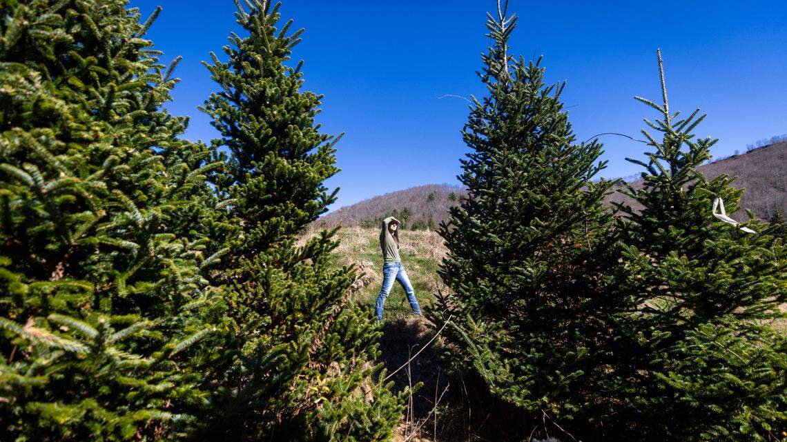 NC farms selling Christmas trees that survived Helene’s wrath. They have a story to tell