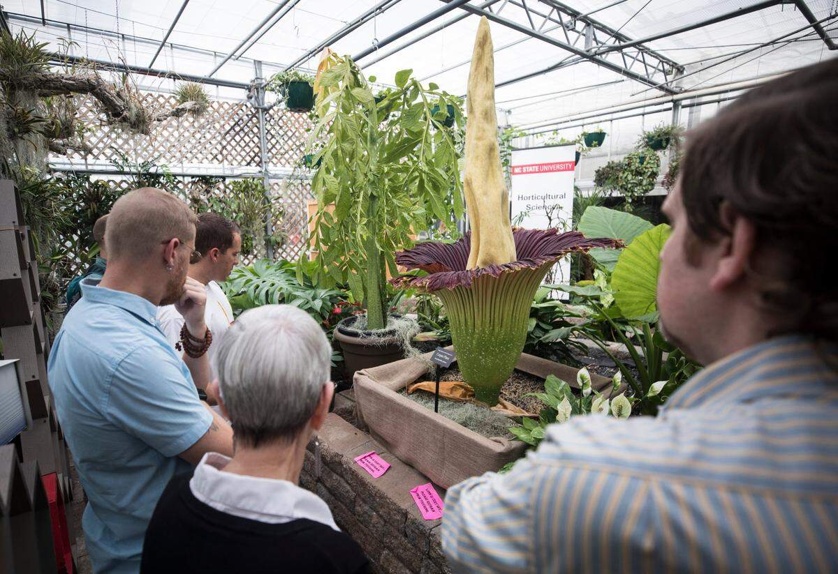 In this August 2019 photo, visitors gaze at and learn about Lupin, a corpse flower grown by Brandon Huber, at the N.C. State Plant Conservatory. Another corpse flower is expected to bloom June 19-20, 2023.