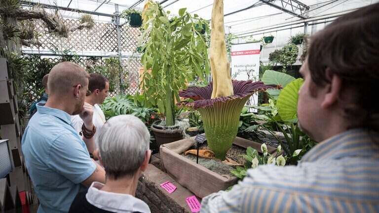 Raleigh’s corpse flower emerges in smelly ritual — Today in Triangle history