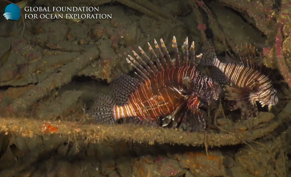 A closeup of two invasive lionfish living on the shipwreck of the E.M. Clark off North Carolina.