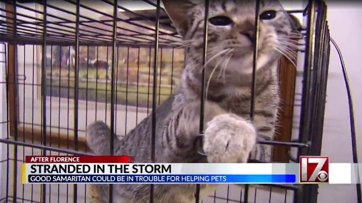 A screenshot from CBS17’s coverage of animals confiscated by Wayne County animal services from a Hurricane Florence temporary emergency shelter.