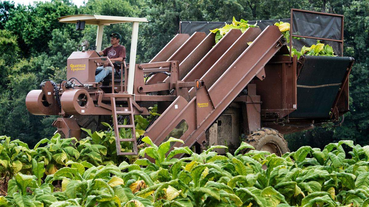 Tobacco, one of North Carolina’s most important crops, is on the list of items that would be taxed by Canada.