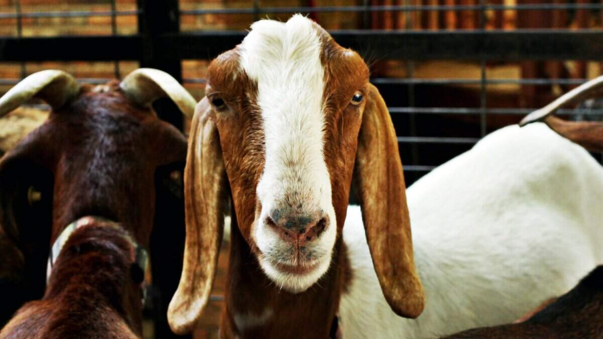 Spring Haven Farm hosts Goat Adventure: Farm Movie Night With Baby Goats with a family-friendly flick on the farm.
