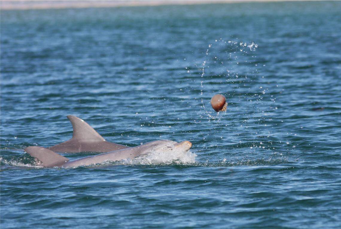 Two bottlenose dolphins launch a jellyfish into the air in the waters by Shackleford Banks.