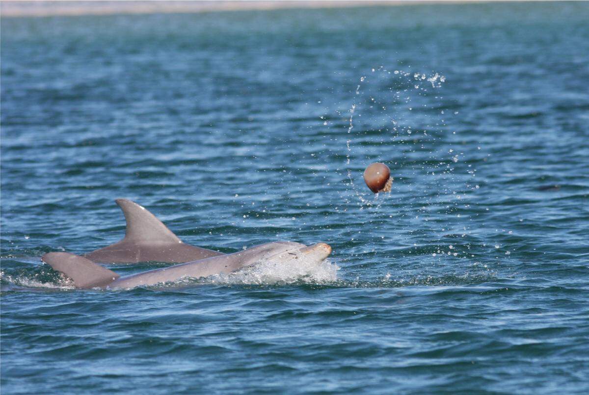 Two bottlenose dolphins launch a jellyfish into the air in the waters by Shackleford Banks.