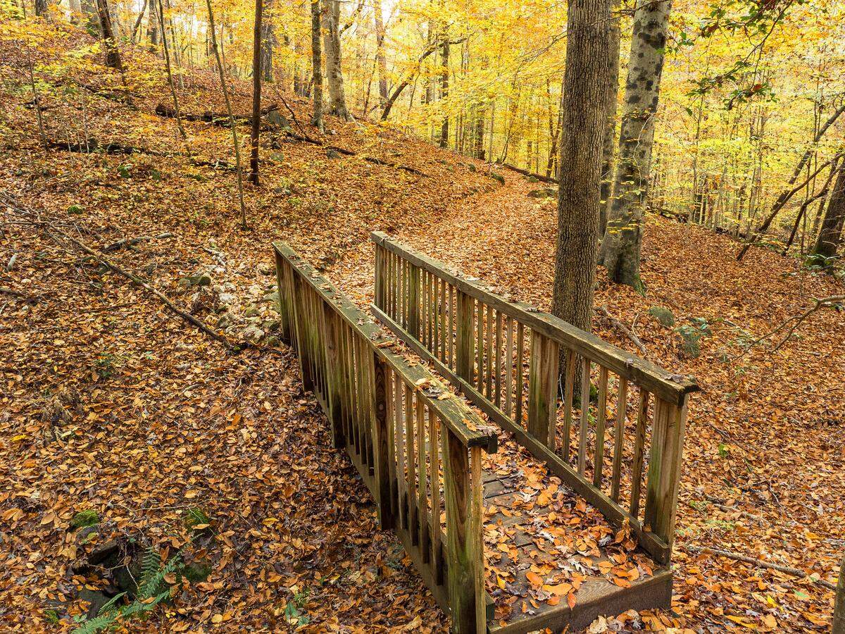 A footbridge is surrounded by golden hues in William B. Umstead State Park in Raleigh. Forecasters have offered their fall 2024 weather forecasts for North Carolina.
