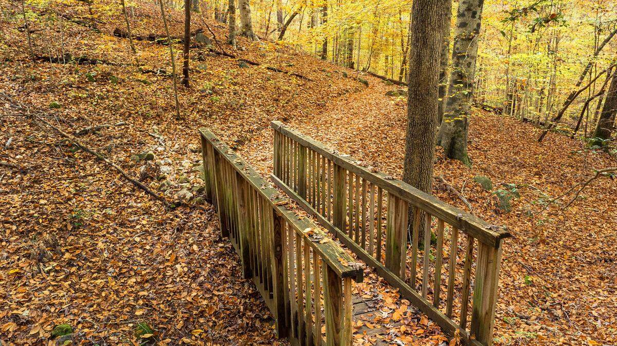 A footbridge is surrounded by golden hues in William B. Umstead State Park in Raleigh. Forecasters have offered their fall 2024 weather forecasts for North Carolina.
