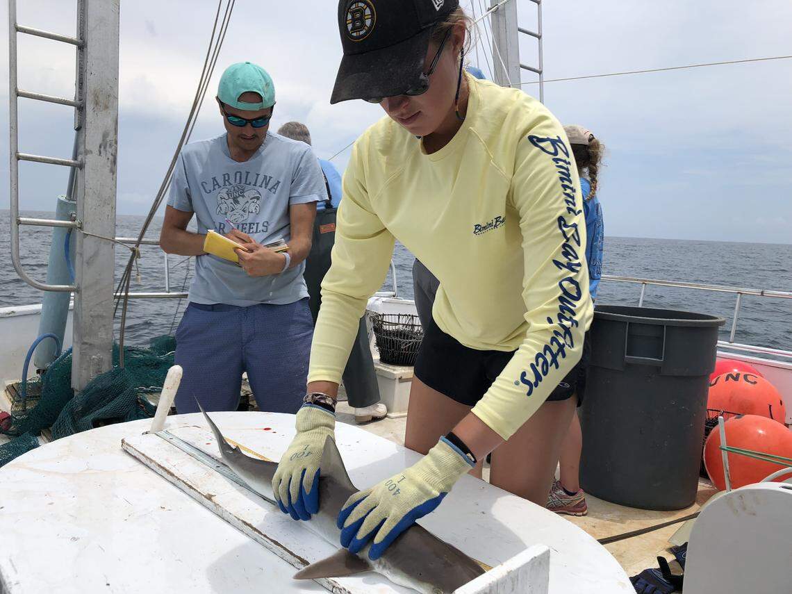 UNC IMS PhD candidate Martìn Benavides records data while lab technician Emory Wellman measures a shark.