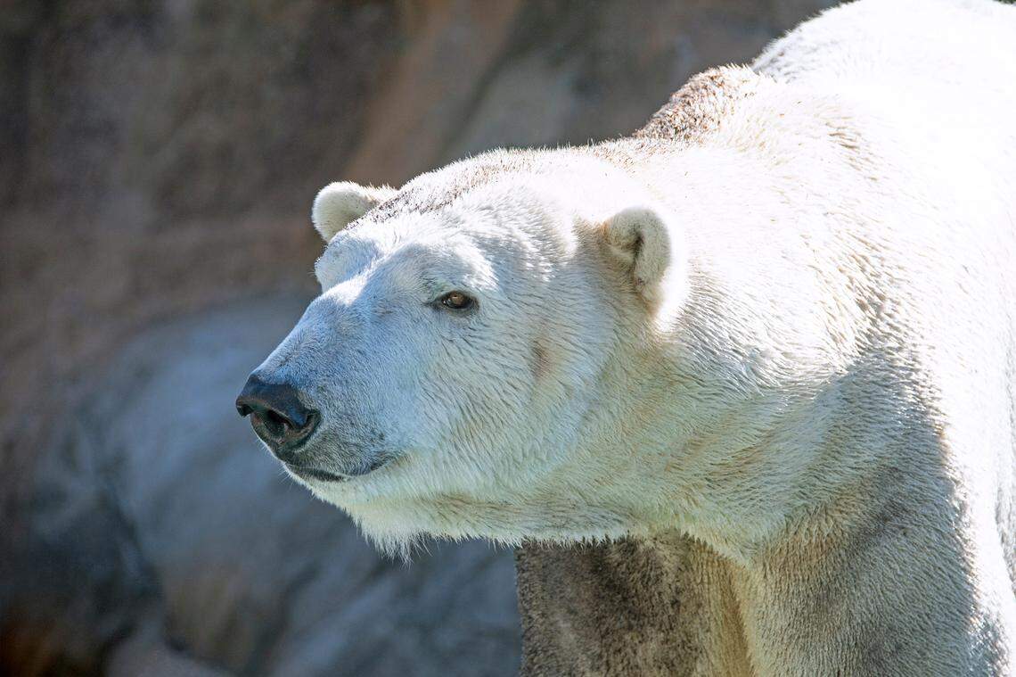 North Carolina Zoo said it’s introducing Payton the polar bear as it hopes for the birth of a cub.