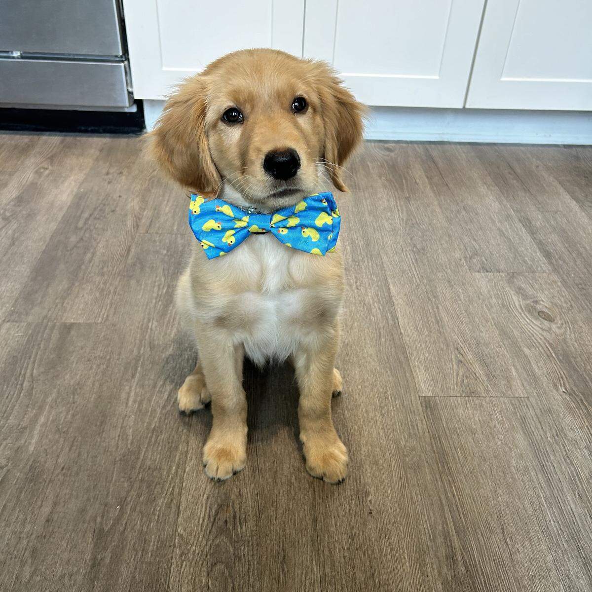 Wallace was named a finalist in The News & Observer’s “cutest dog in the Triangle” contest in fall 2024.