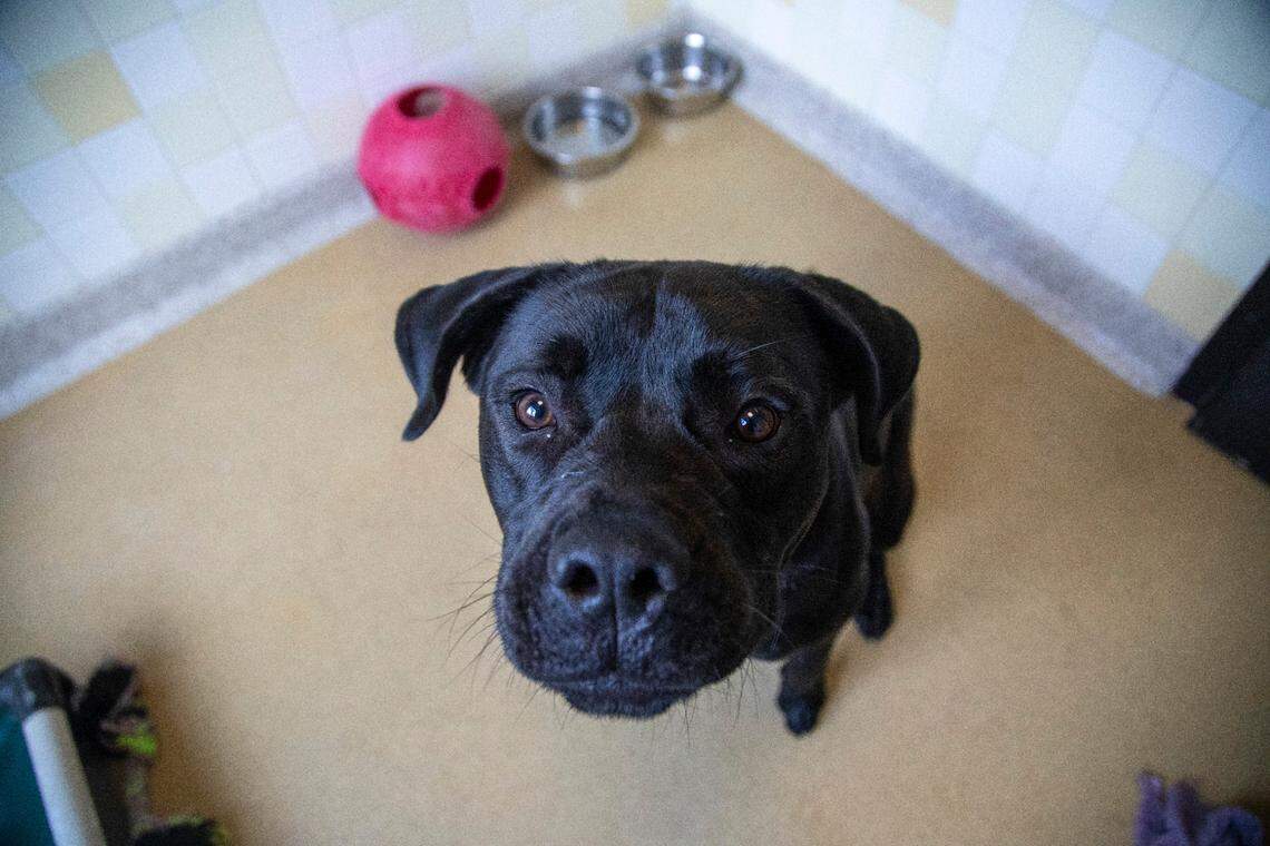 Ramses, a two-year-old bulldog mix, is Orange County Animal Services’s longest resident, there since March 25.