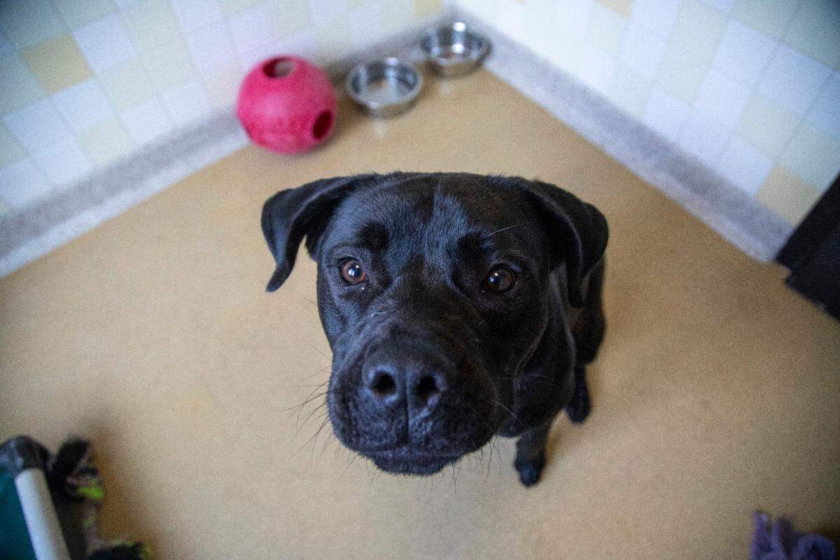 Ramses, a two-year-old bulldog mix, is Orange County Animal Services’s longest resident, there since March 25.