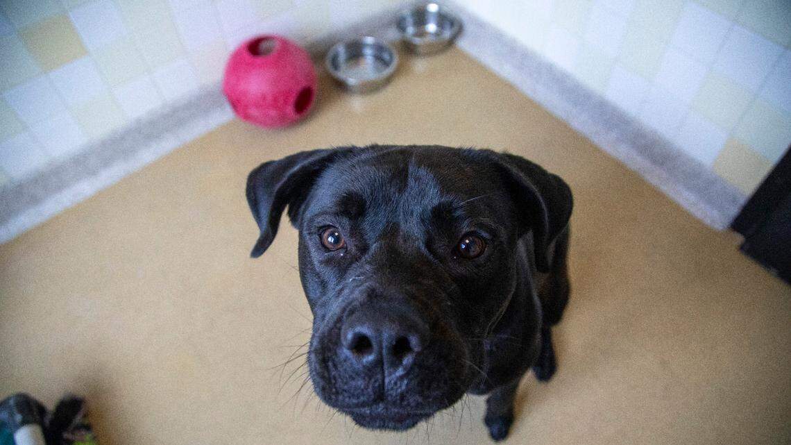 As Triangle shelters fill up, here’s how to keep dogs and cats off the track to euthanasia