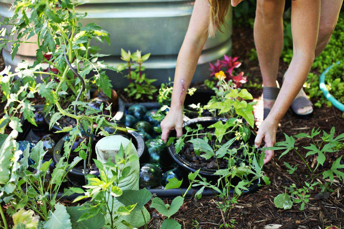 Brienne Gluvna Arthur moves some tomato plants around in her Fuquay-Varina backyard on Friday, June 10, 2016.