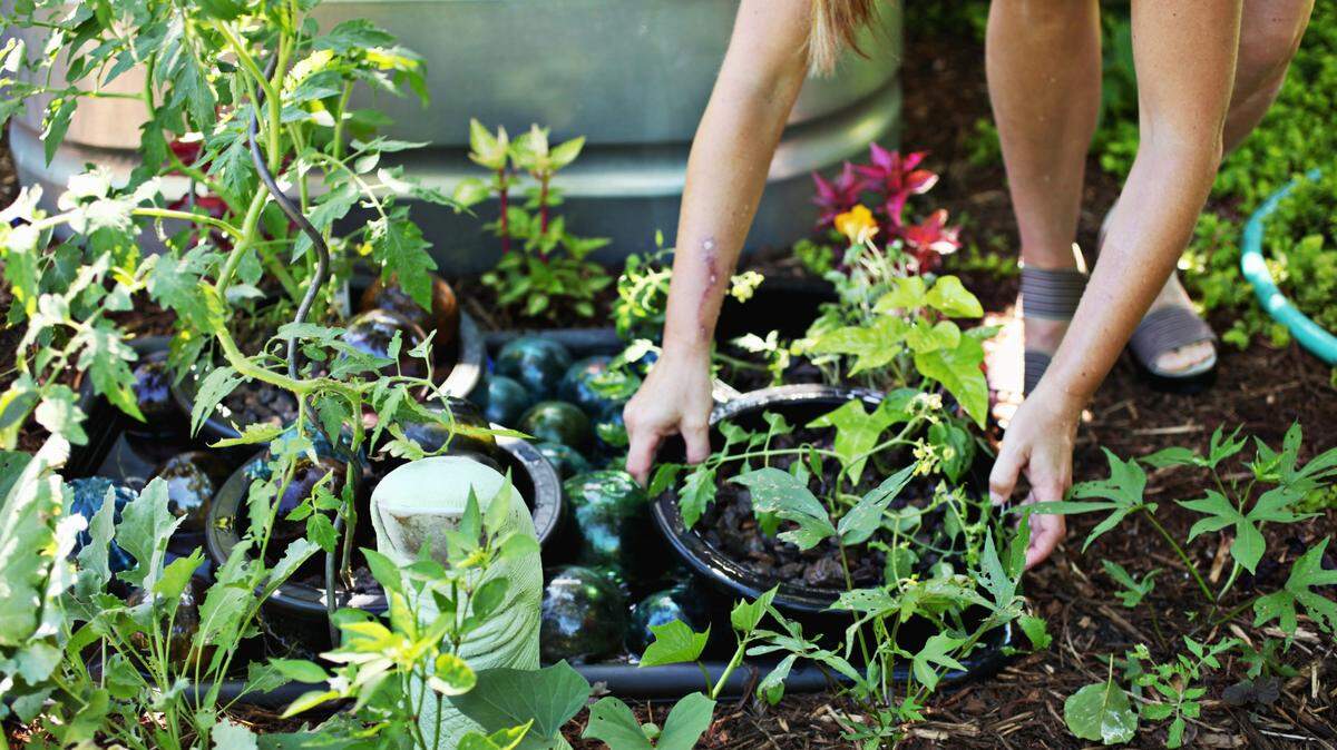 By May, the threat of overnight frosts should be clear, and it’s safe to start planting vegetables outside.
