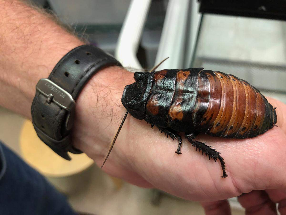 Jonathan Pishney, head of communications at the NC Museum of Natural Sciences, holds a Madagascar hissing cockroach, a large, noisy, edible insect.