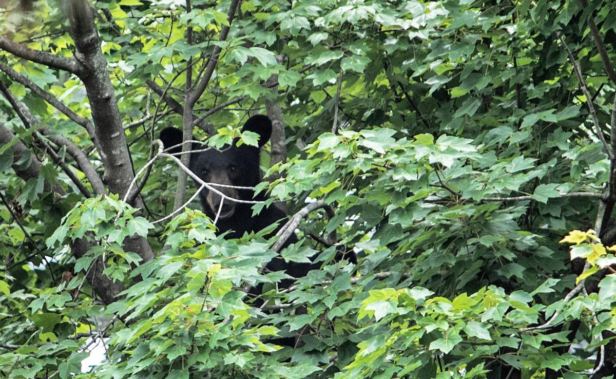 Police and animal control officers responded to a black bear found in a tree of the UNC REX Hospital parking lot in Raleigh, N.C., on July 13, 2021.