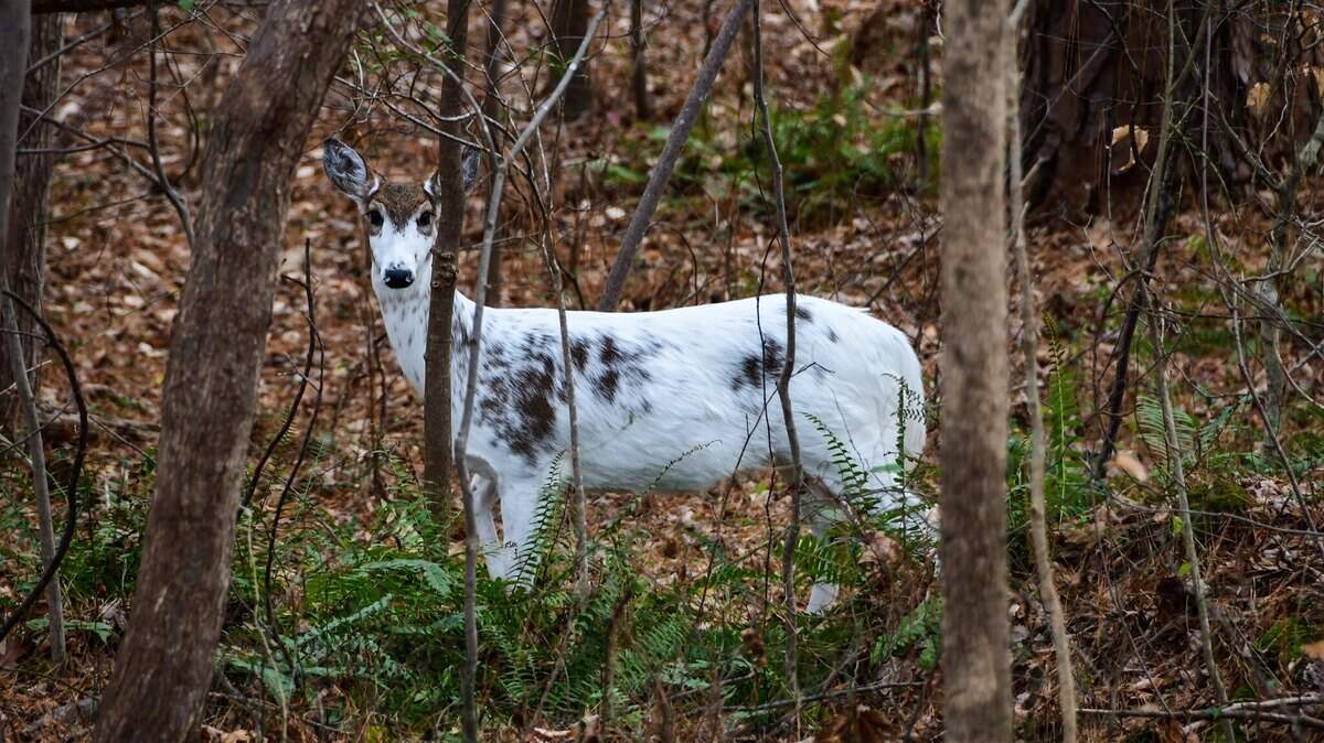 A piebald deer was spotted in North Carolina.