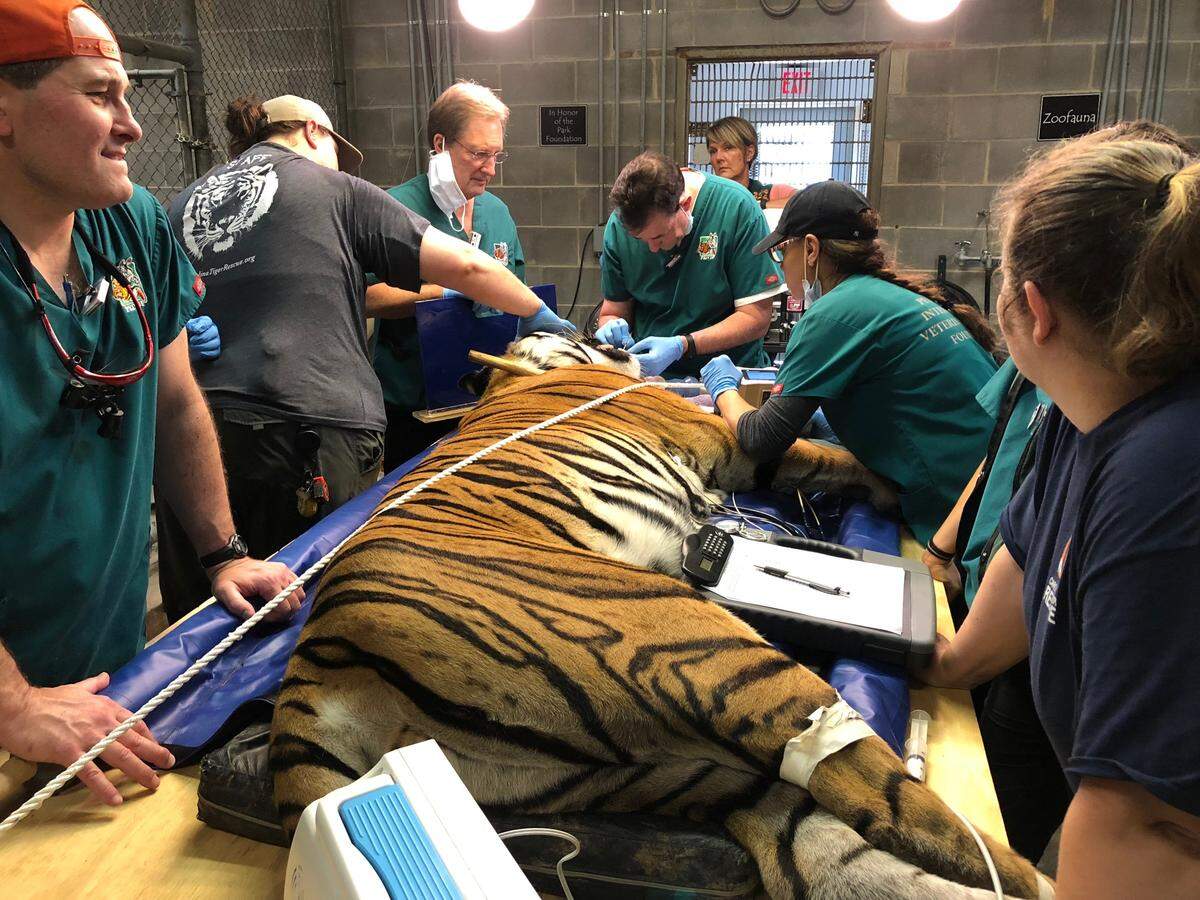 Tio the tiger got three root canals on fractured teeth at Carolina Tiger Rescue on July 21, 2018. Volunteer veterinary dentists from the Peter Emily International Veterinary Dental Foundation in Colorado traveled to Pittsboro to perform procedures on four big cats at no cost to the rescue.