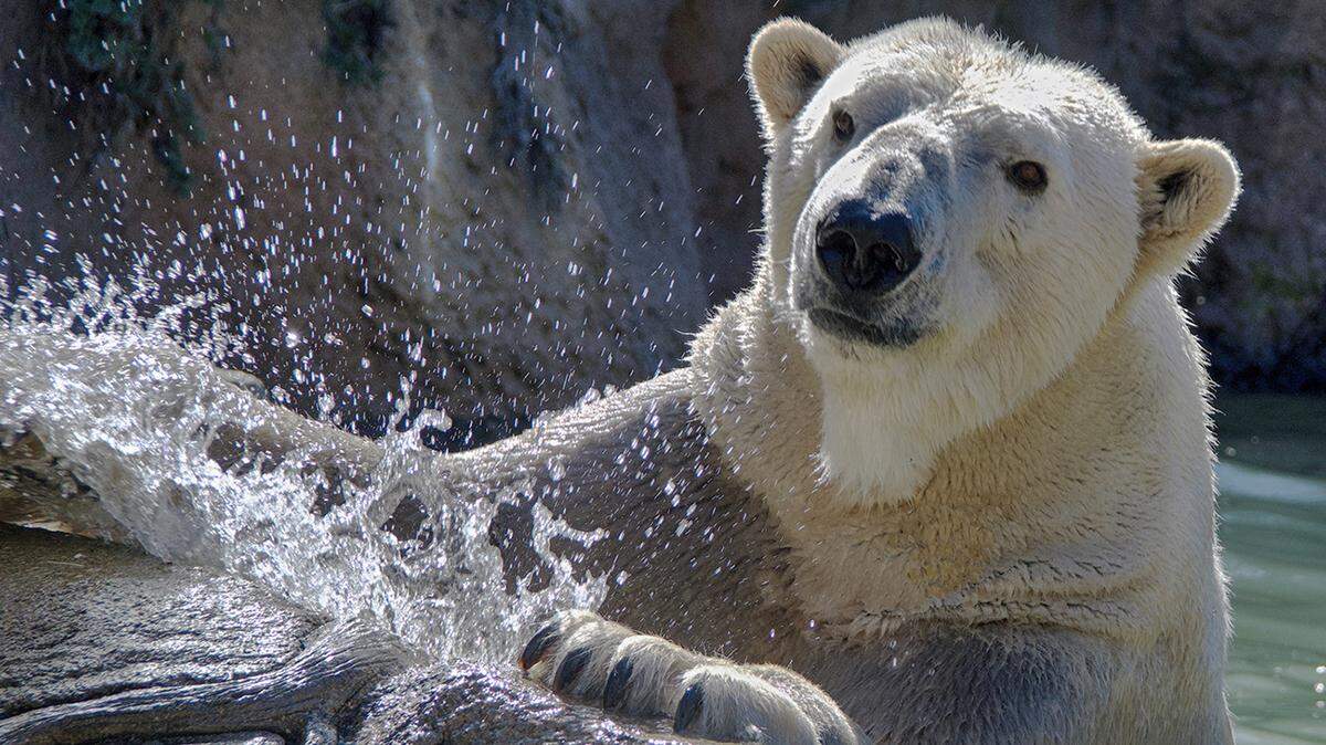 Payton, a male polar bear born in 2003, died Wednesday, Oct. 25, just short of his 20th birthday, the NC Zoo reported.