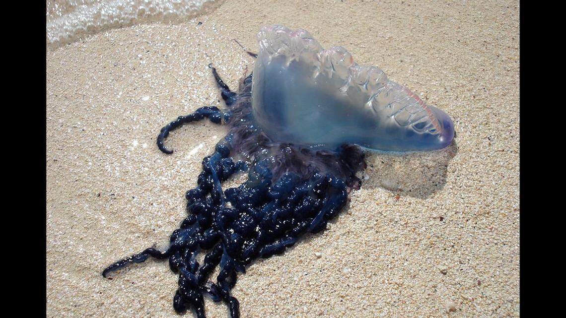 Four children were among the tourists stung by Portuguese man-o-wars on North Carolina’s Oak Island, according to Oak Island Water Rescue.
