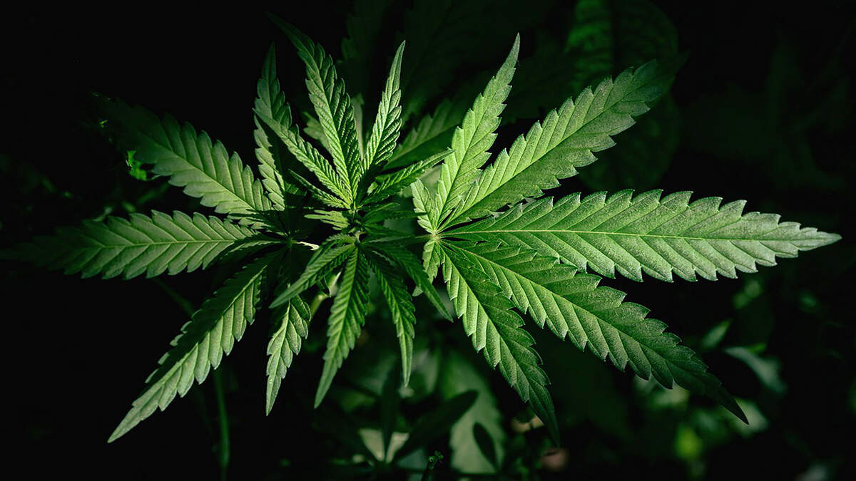 The defendant argued that because marijuana and hemp look and smell alike, agents on the scene had no way of telling the two apart without performing a chemical test.