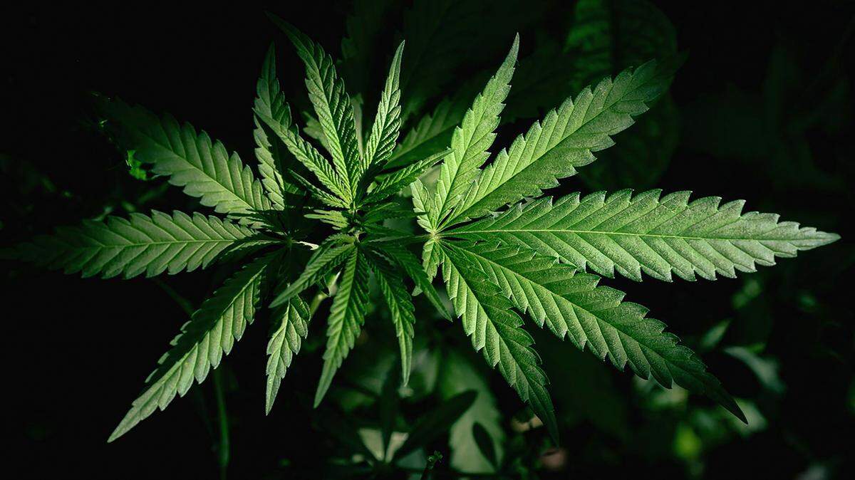 NC’s medical marijuana bill didn’t advance in 2021. Here’s what to expect this year.