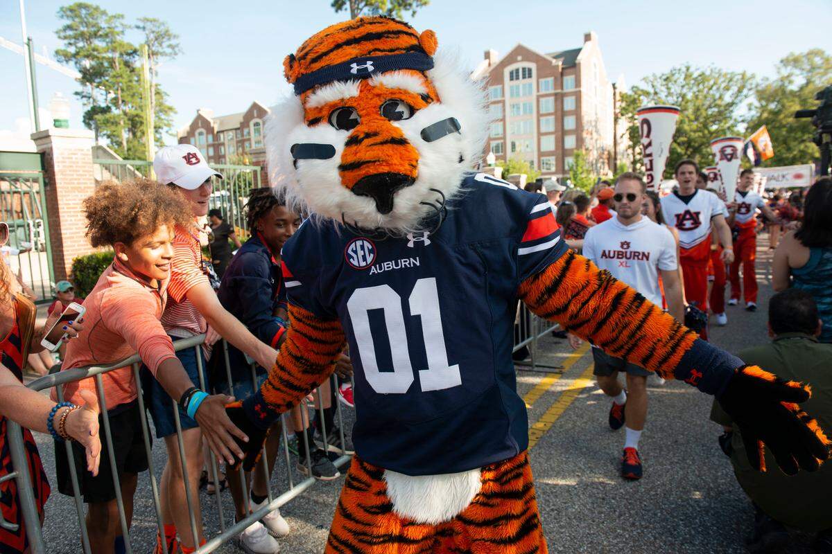 Aubie the Auburn Tiger greets fans during Tiger Walk before the Alabama State NCAA college football game, Saturday, Sept. 8, 2018, in Auburn, Ala.