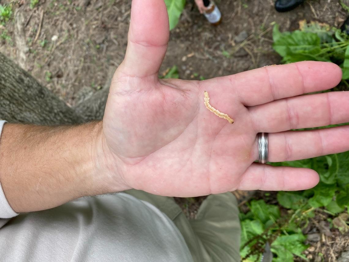 An Emerald Ash Borer in the larval stage.