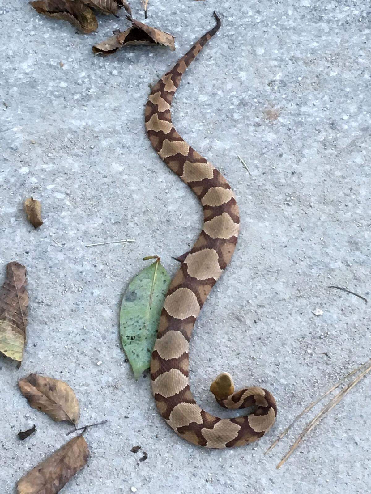 Copperheads can still bite and inject venom after they have been decapitated.