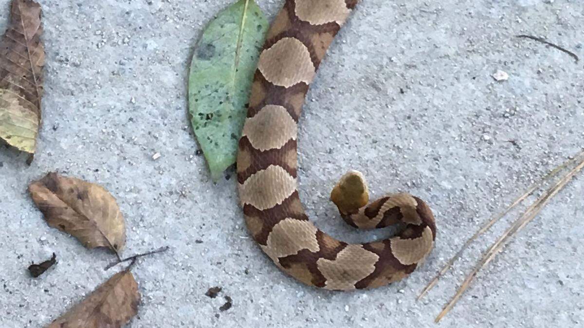 How do you treat a copperhead snake bite? Duke and WakeMed doctors walk us through