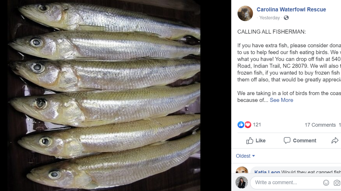 ‘Calling all fishermen’ NC group asks for fish to feed birds rescued from Dorian