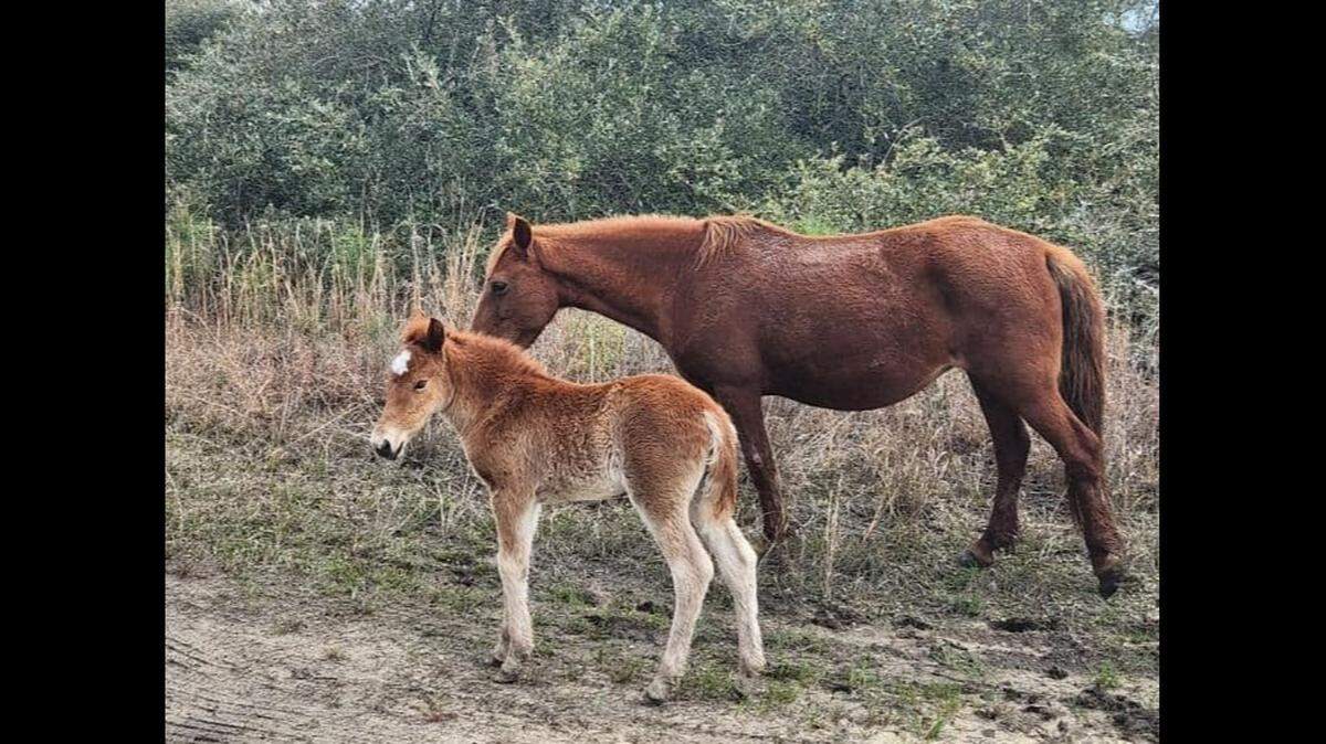 A foal named Dove has been discovered roaming Corolla on the Outer Banks. She is the first foal of 2023, the Corolla Wild Horse Fund reports.