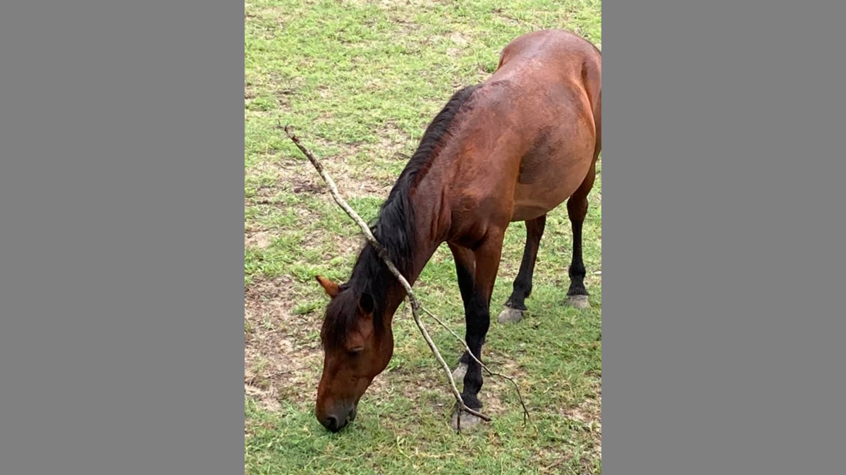 A horse on North Carolina’s Outer Banks got a branch stuck in his mane. But officials say it’s nothing to worry about.