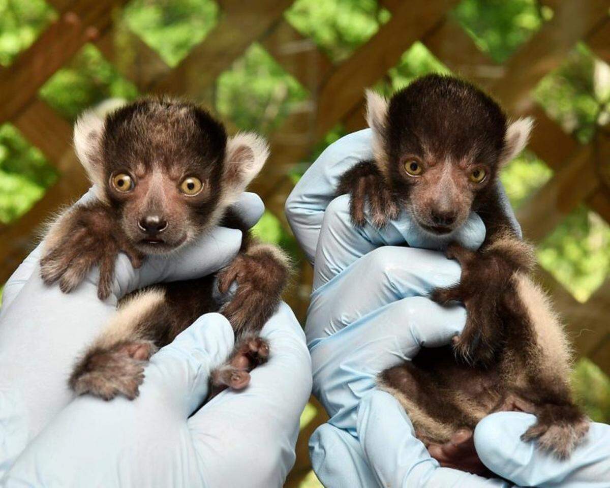 Harriot and Helene being weighed the day after birth.