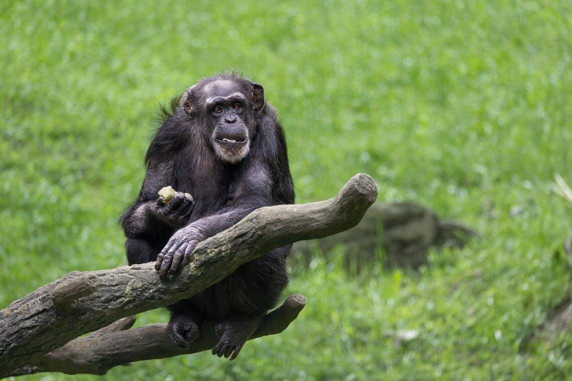 Tammy the chimpanzee, a favorite at the NC Zoo, has died.