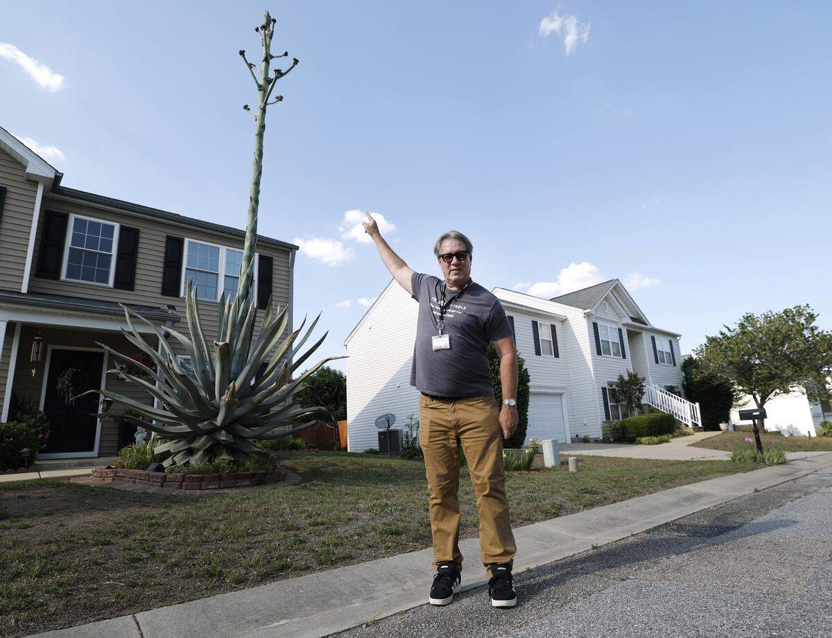 Columnist Josh Shaffer stands near an agave plant that is over 25 feet tall as it goes through its death bloom outside a home in northeast Raleigh. Photographed Wednesday, May 20, 2026.