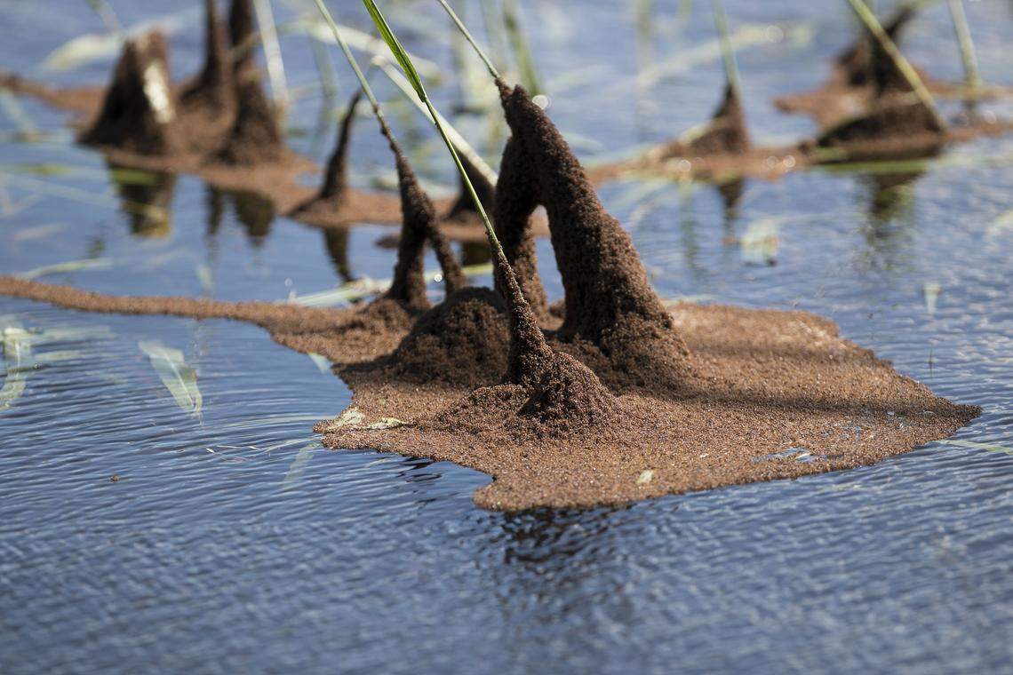 Colonies of fire ants cling to grass and vegetation along flooded US 17 near Pollocksville, N.C. on Tuesday, September 18, 2018. Rain from Hurricane Florence has flooded the Trent River and is preventing people from entering the Jones County town.