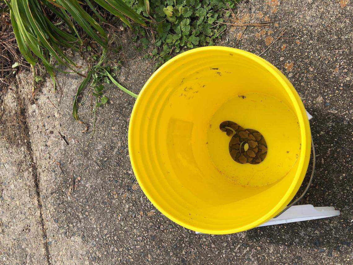 This copperhead snake, estimated to be 2 to 3 years old, was discovered in a Raleigh garden on Thursday, June 13, 2019. It was captured by Southern Wildlife and Land Management in Raleigh and relocated to game land away from homes near Jordan Lake.