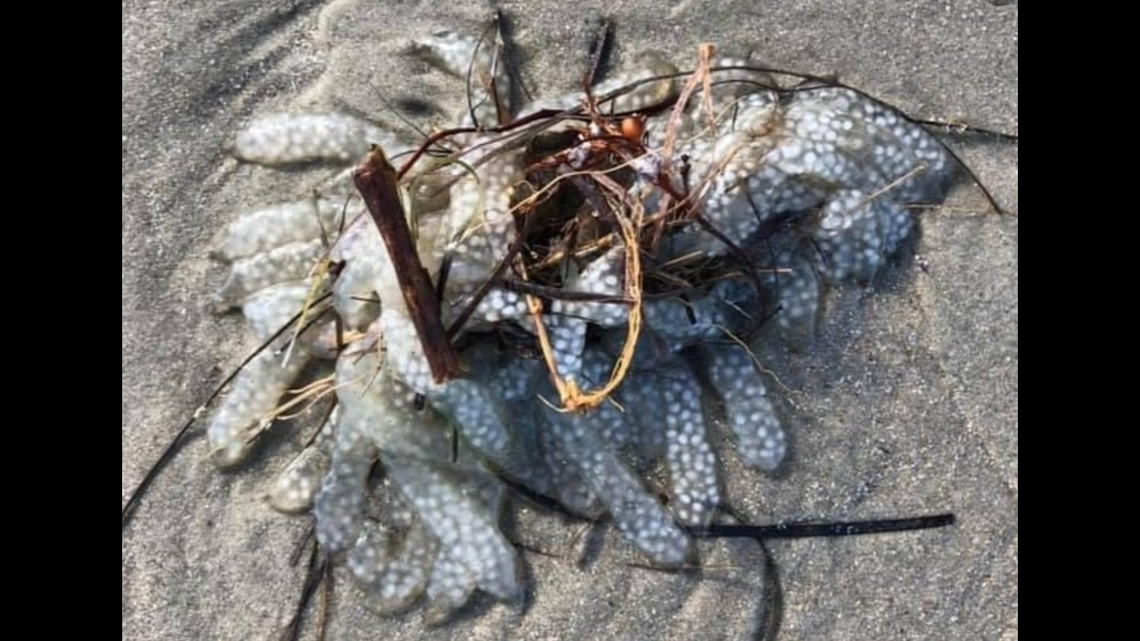 A strange blob washed up on the North Carolina coast has mystified wildlife experts, who say they aren’t sure what it is.