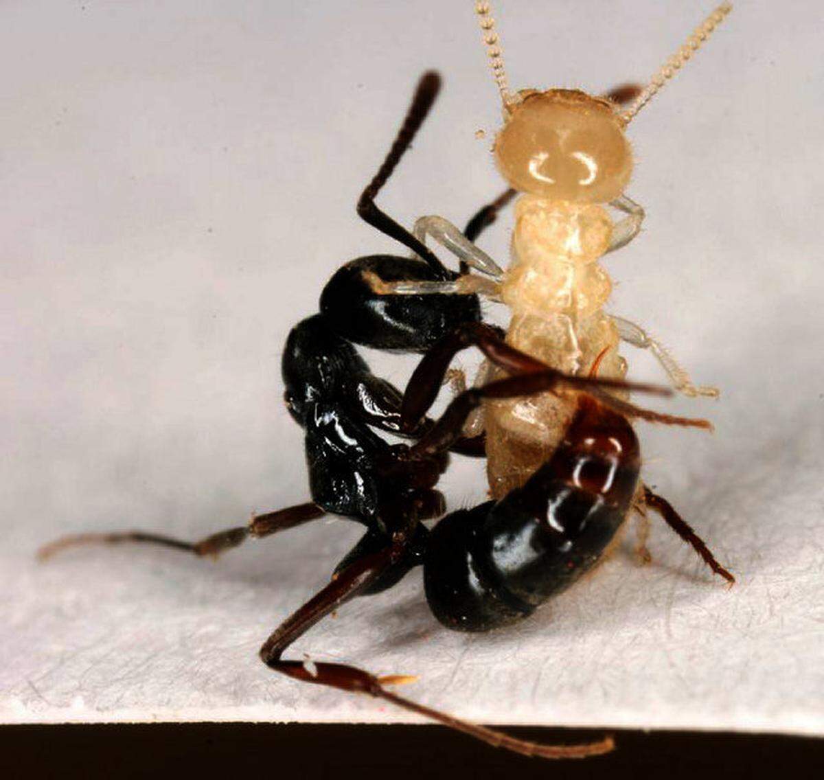 An Asian needle ant, at left, stings a termite. This ant can nest anywhere, and its sting can pack a punch.