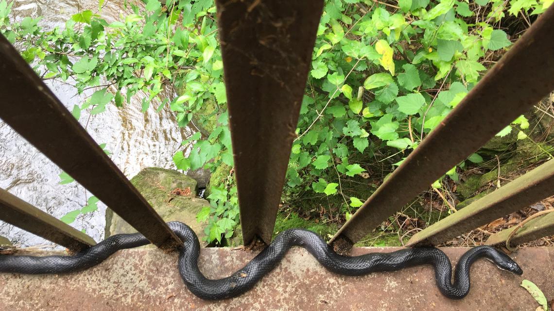 A black snake curls around a bridge supports over Walnut Creek on the Walnut Creek Trail in Raleigh. It’s nearly impossible to keep snakes out of an area without containing it and removing gaps or holes a snake could slither through.