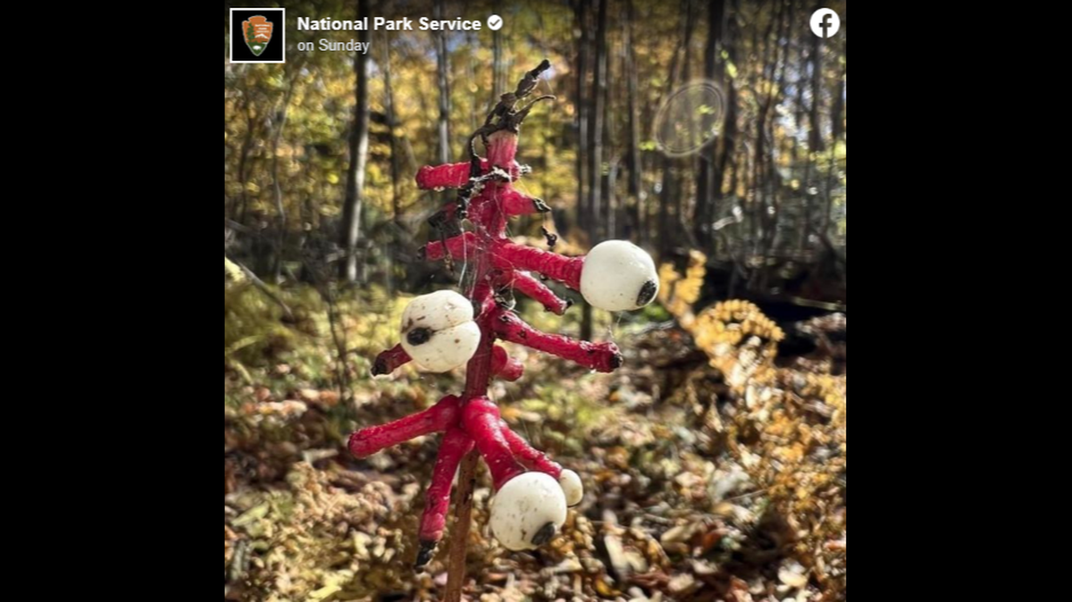 A National Park Service Facebook post featuring this strange looking plant has gotten more than 40,000 reactions and comments.