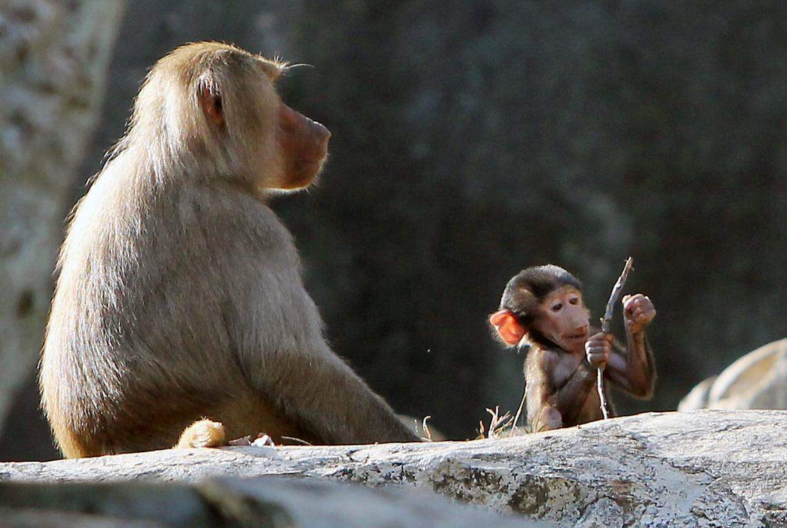 A baby Hamadryas baboon born at the N.C. Zoo in Asheboro investigates a stick as its mother keeps a grip on the baby’s tail. The The zoo is building a new enclosure for its baboons that can handle inclement weather like snow and storms.