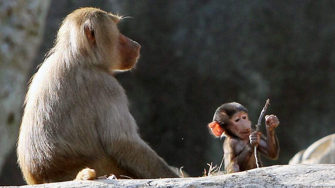 The North Carolina Zoo was expecting 1 million visitors this year. Then COVID-19 hit.