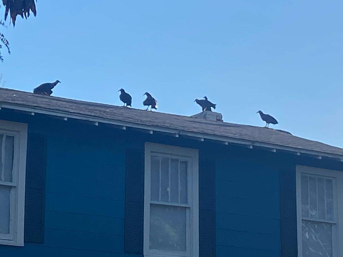Six buzzards settle on Ally Leggett’s house in Bunn. She has counted as many as 58 in her yard.