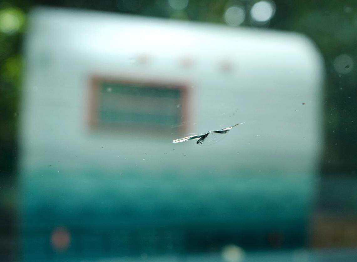 Reporter Martha Quillin picked up a seagull-shaped chip in her windshield in Shelby, which made the list of her worst souvenirs from her travels.